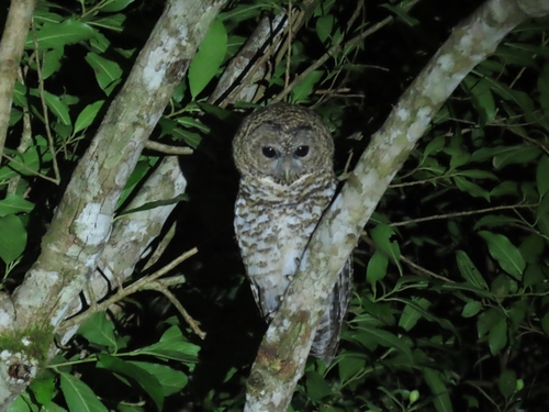 Rusty-barred Owl (Strix hylophila), photo 9