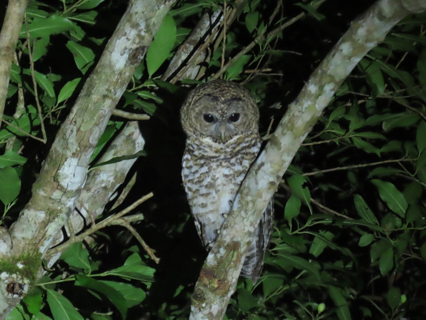 Rusty-barred Owl (Strix hylophila), photo 10