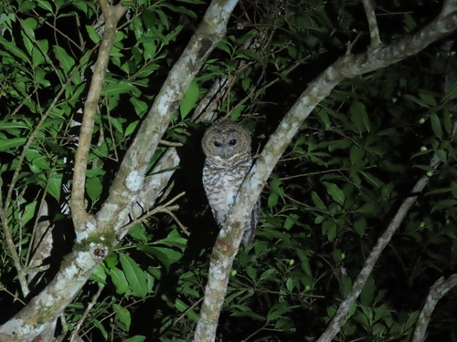 Rusty-barred Owl (Strix hylophila), photo 10