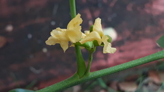 Pterocarpus santalinus