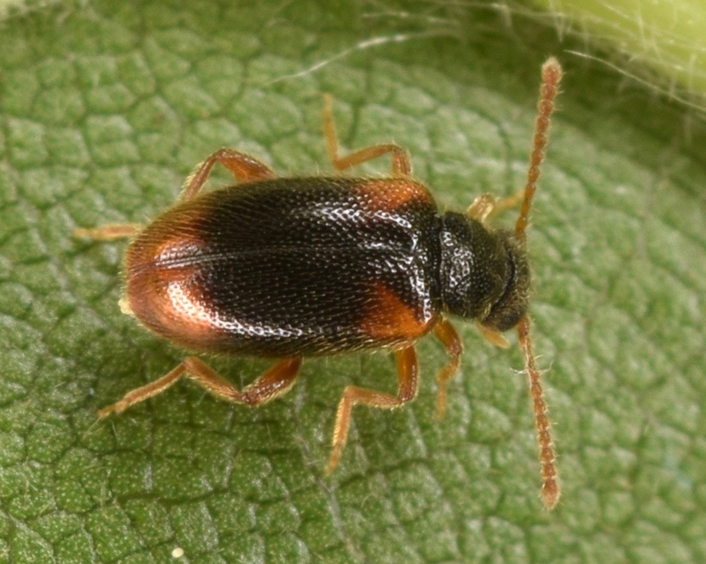 Zonantes fasciatus