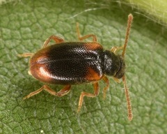 Zonantes fasciatus
