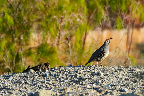 Gambel's Quail observed by hmcook