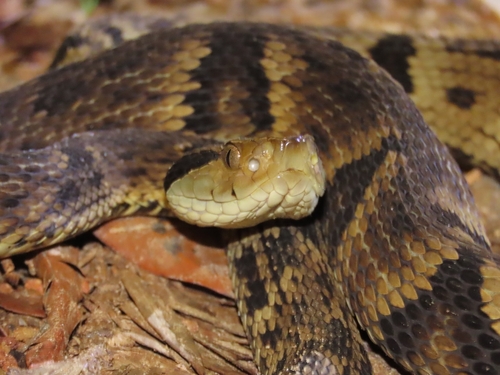 Yarará Lancehead