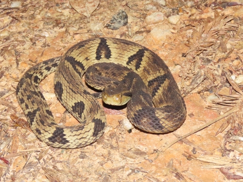 Yarará Lancehead