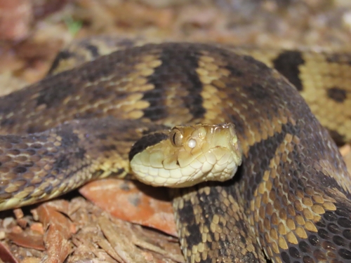 Yarará Lancehead