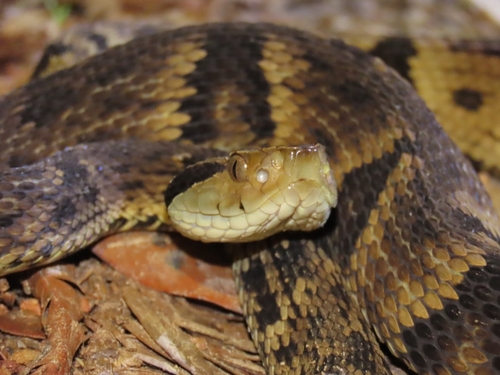 Yarará Lancehead