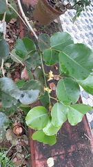 Pterocarpus santalinus