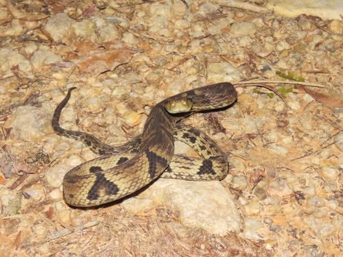 Yarará Lancehead
