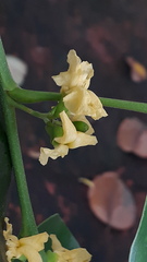 Pterocarpus santalinus