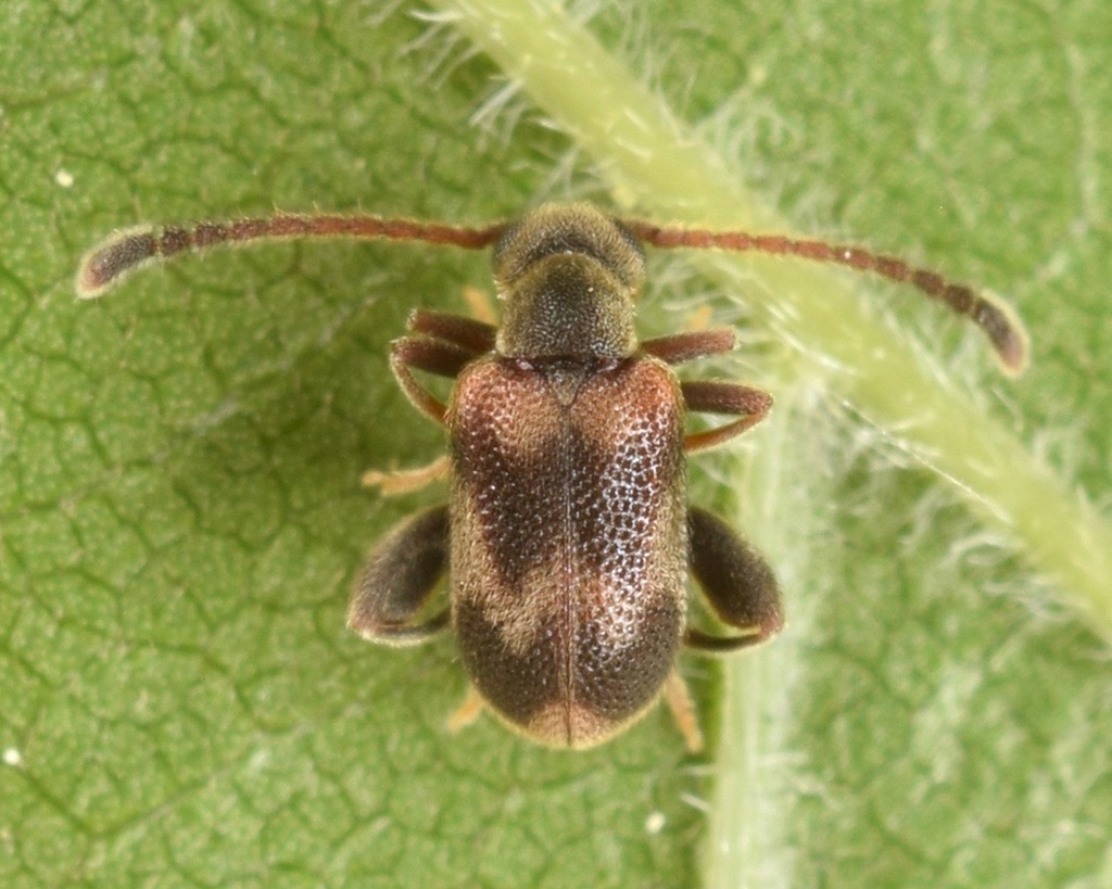 Elonus nebulosus