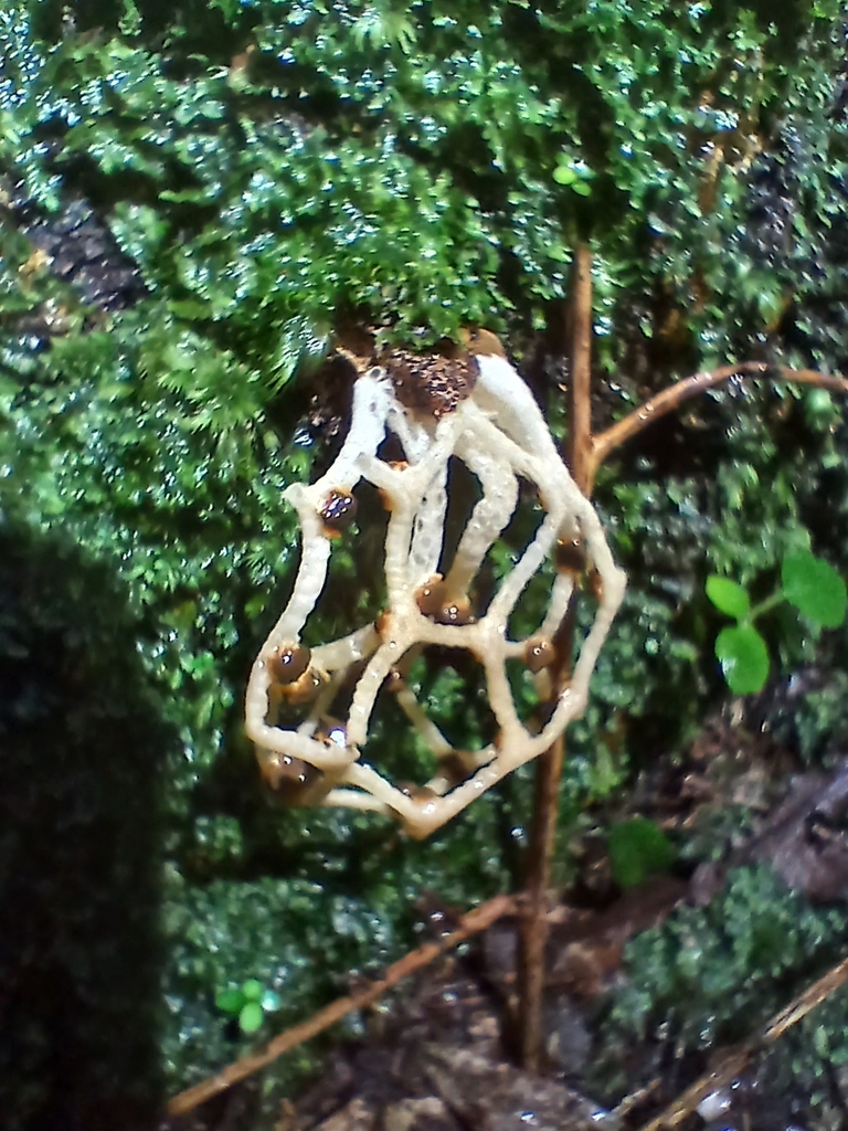 Clathrus chrysomycelinus · January 2026 · photo: © mphnz (iNaturalist, cc0)
