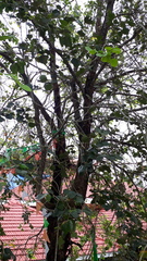 Pterocarpus santalinus