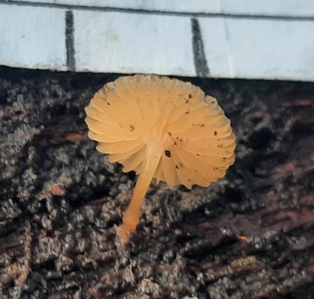 Mycena sp. 'IN10'