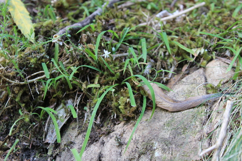 Arthropodium candidum, photograph 5