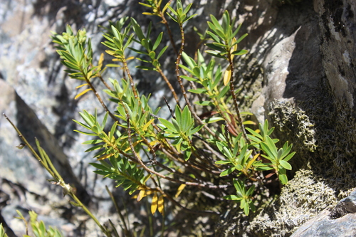 Veronica rigidula