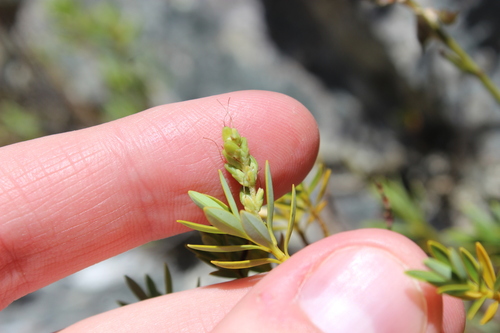 Veronica rigidula, photograph 2