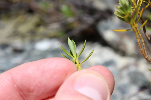 Veronica rigidula, photograph 1