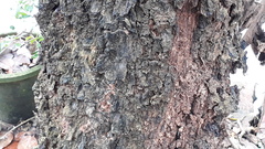 Pterocarpus santalinus