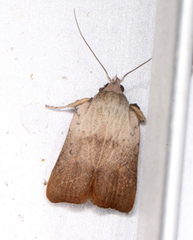 Tortricopsis pyroptis