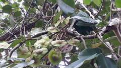 Pterocarpus santalinus