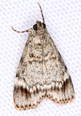 Stericta concisella