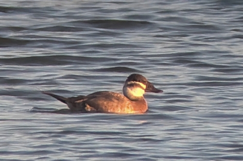 Malvasía cabeciblanca (Oxyura leucocephala)