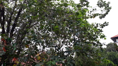 Pterocarpus santalinus