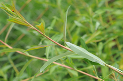 Phyllocnistis saligna