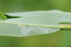 Phyllocnistis saligna