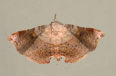 Esthlodora versicolor