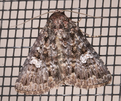 Condica aroana