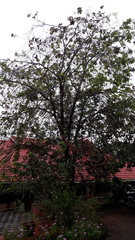 Pterocarpus santalinus