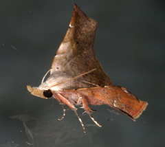 Esthlodora versicolor