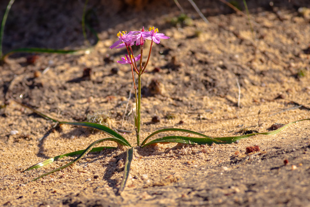 Burchardia rosea
