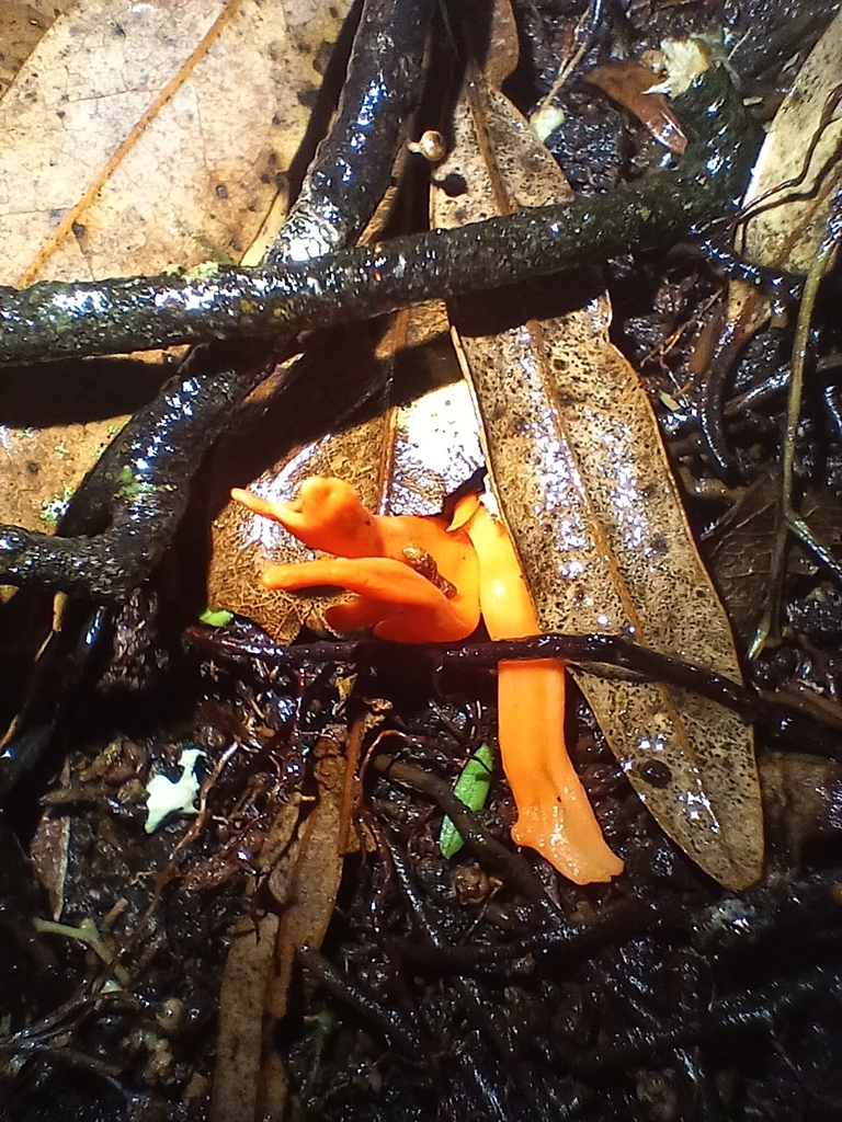 Clavulinopsis sulcata · January 2026 · photo: © mphnz (iNaturalist, cc0)