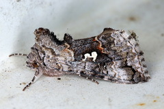 Syngrapha interrogationis