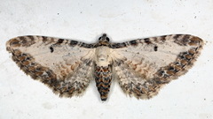 Eupithecia succenturiata
