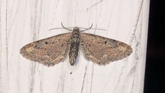 Eupithecia subapicata