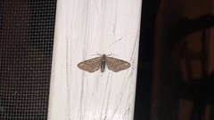 Eupithecia subapicata