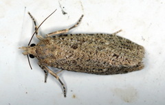 Epiblema grandaevana