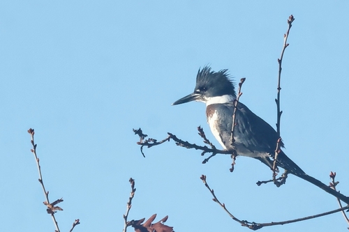 Martín gigante norteamericano (Megaceryle alcyon)