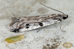 Phycitodes binaevella