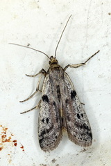 Phycitodes binaevella