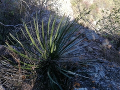 Agave schidigera