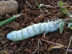 Attacus taprobanis