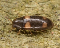 Spilotus quadripustulatus