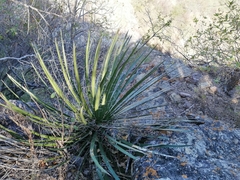 Agave schidigera