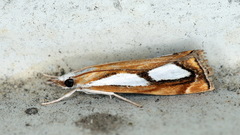 Catoptria permutatellus