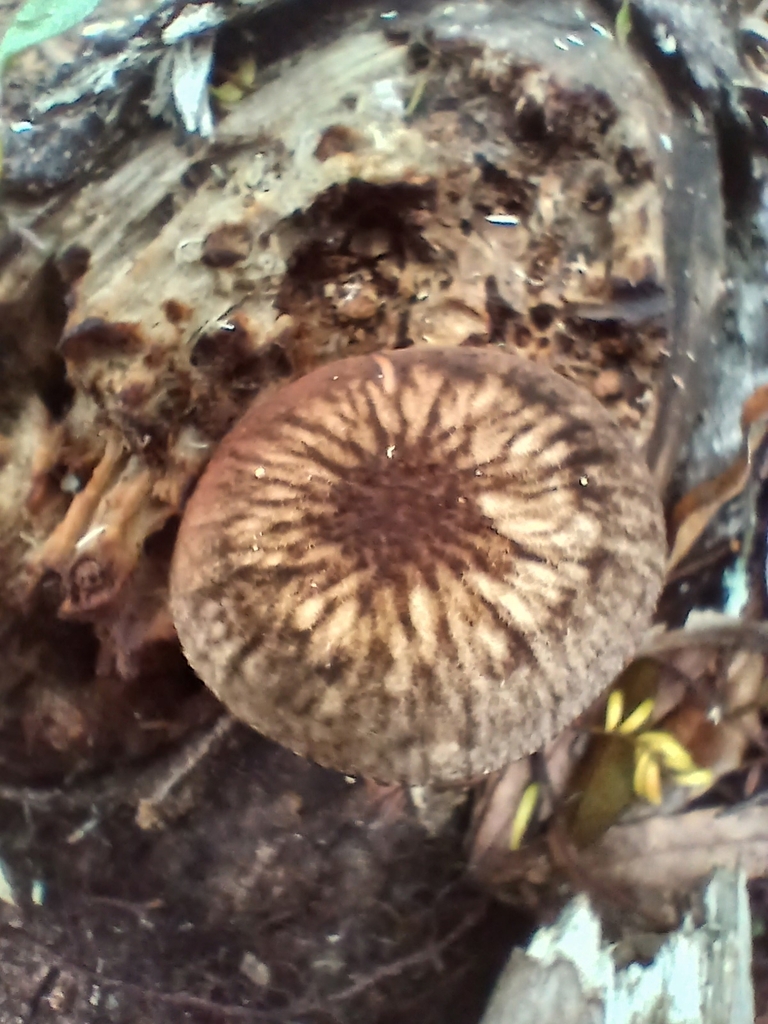 Pluteus perroseus · January 2026 · photo: © mphnz (iNaturalist, cc0)
